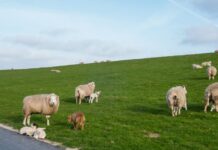Erleben Sie die Schönheit der dänischen Nordsee in einem Ferienhaus